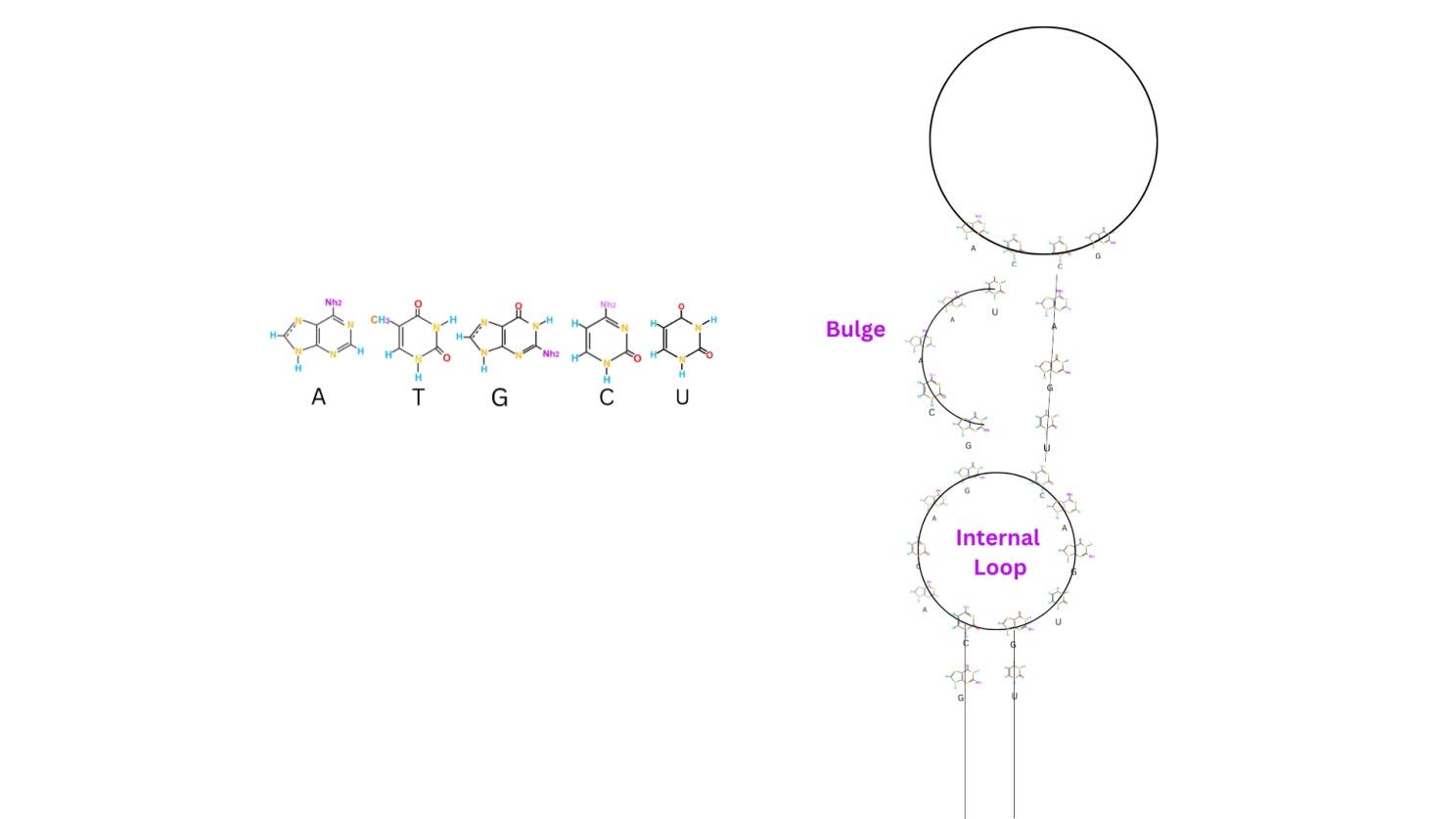 The World of Aptamer Structures, DNA Antibodies