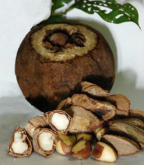 File:Bertholletia excelsa fruit and seeds.jpg - Wikimedia Commons