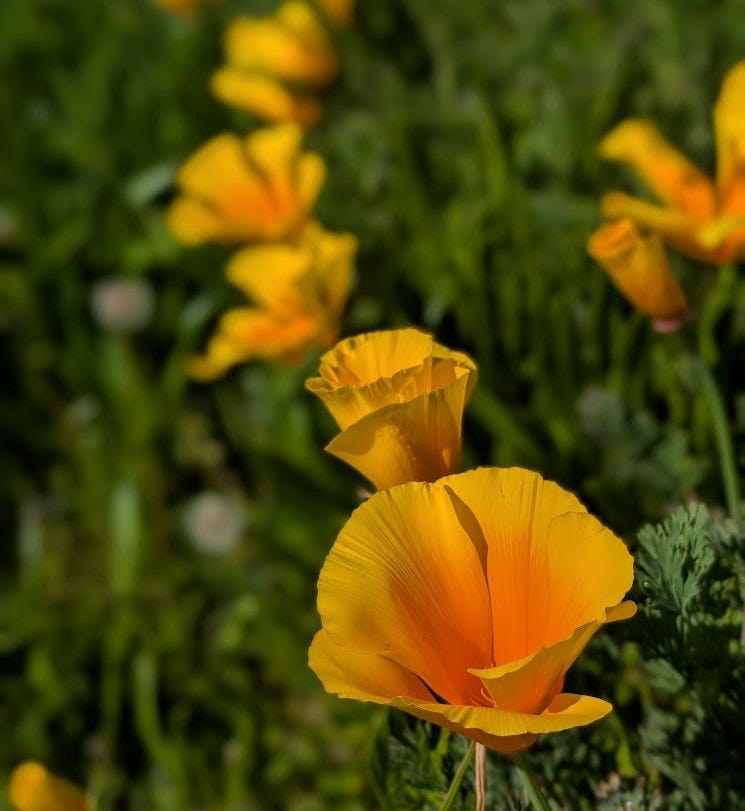 A row of bright orange California poppies; the front on is in focus and the ones further back are increasingly out of focus