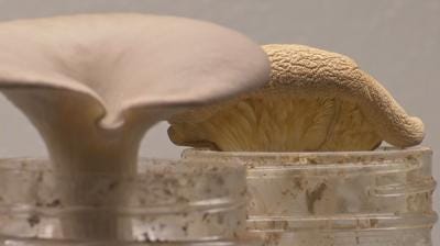 bourbon mushrooms2.jpg