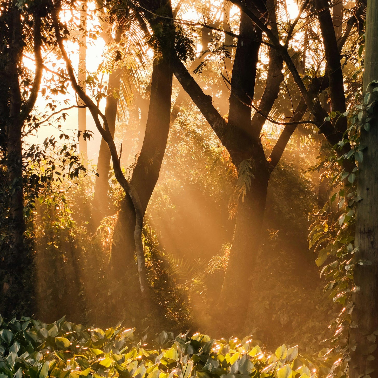 Sunlight Filtering Through Trees in Patiya · Free Stock Photo