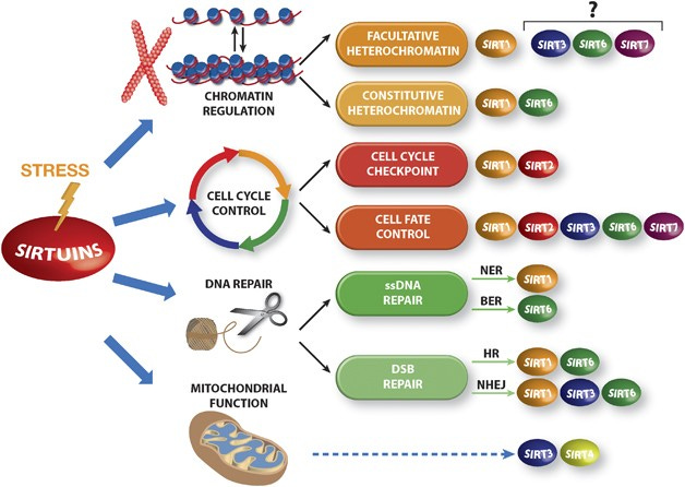 Sirtuins in stress response: guardians of the genome | Oncogene