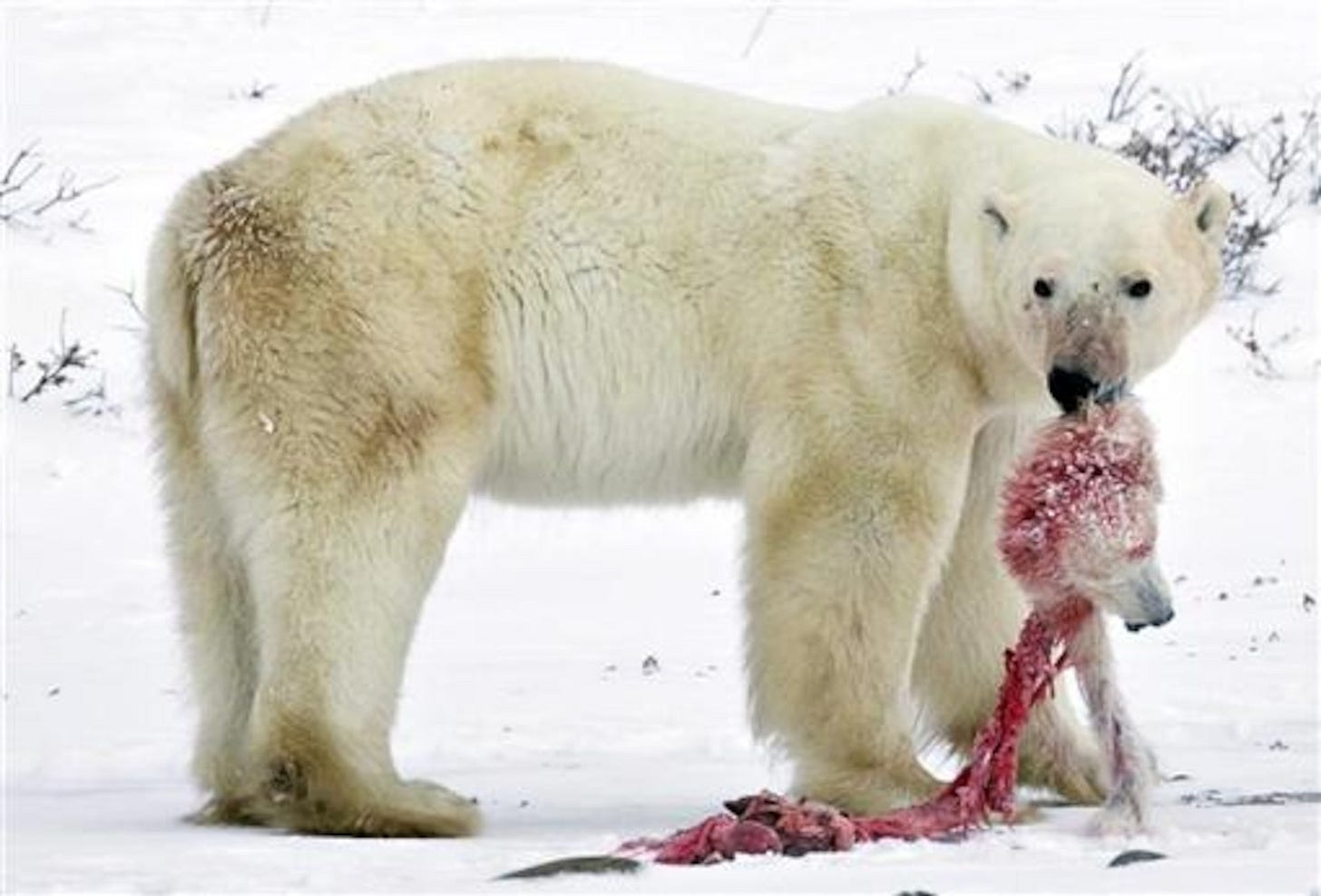 Polar bear turns cannibal
