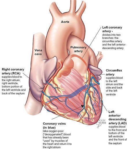 Your Coronary Arteries | Cleveland Clinic Your Coronary Arteries | Cleveland Clinic