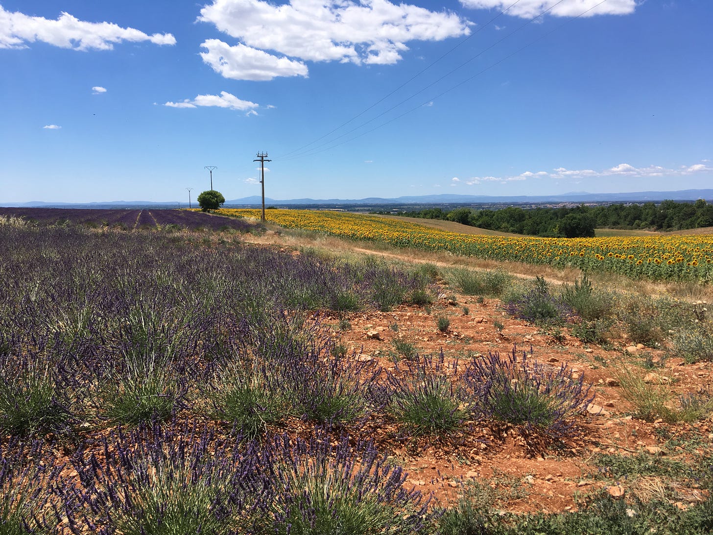 A lavender field bordered by a row of telephone poles, with a field of sunflowers on the other side in the distance