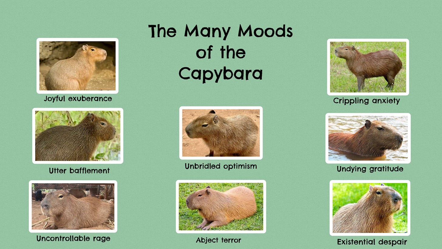 A meme: “The Many Moods of the Capybara,” with 8 photos of capybaras, labeled, “Joyful exuberance. Utter bafflement. Uncontrollable rage. Unbridled optimism. Abject terror. Crippling anxiety. Undying gratitude. Existential Despair.” The stoic expression on all the capybara’s faces is exactly the same.
