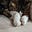 Avatar de Cat Safi