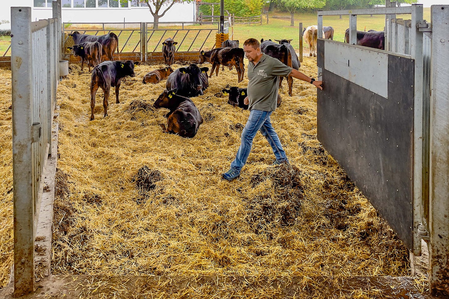 Innenansicht eines Roundhouse-Stalls mit acht Buchten aus verzinkter Stahlkonstruktion, deren Tore nach innen zum Behandlungsstand und nach aussen führen. Mehrere Wagyu-Rinder liegen auf einer 60 Zentimeter dicken Strohmatratze, während der Landwirt ein Tor öffnet. Innenansicht eines Roundhouse-Stalls mit acht Buchten aus verzinkter Stahlkonstruktion, deren Tore nach innen zum Behandlungsstand und nach aussen führen. Mehrere Wagyu-Rinder liegen auf einer 60 Zentimeter dicken Strohmatratze, während der Landwirt ein Tor öffnet.