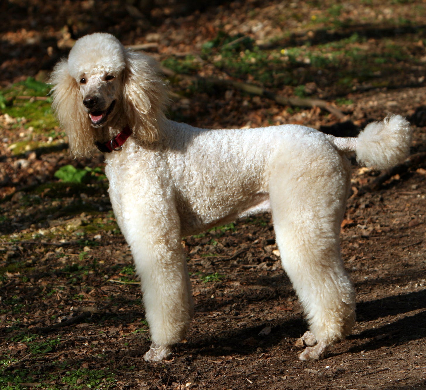 Standard poodle apricot via wikimedia commons