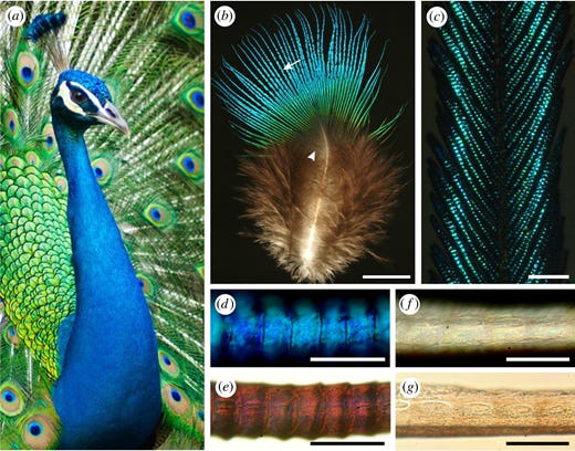 Figure 1 Refer to the image caption for details. Figure 1 Refer to the image caption for details.