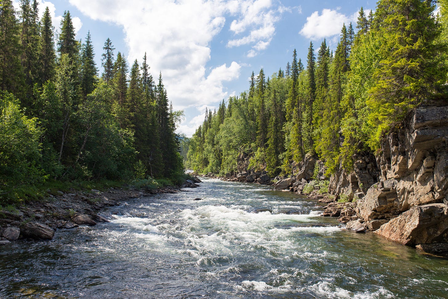 River with trees