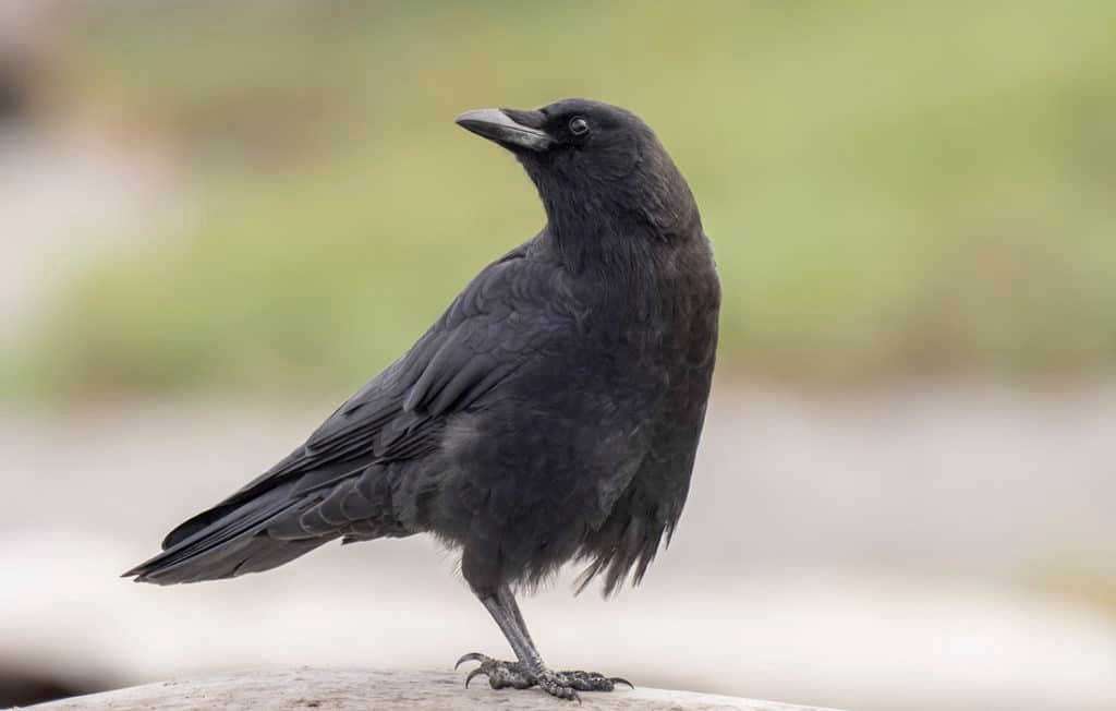 The Downtown Portland Crow Roost - Bird Alliance of Oregon
