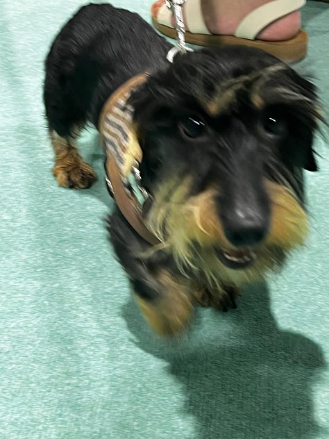 photographs of dogs at a dog show