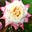 BeholdMoonSoar's avatar