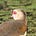 The Jaunty Gallivanter's avatar