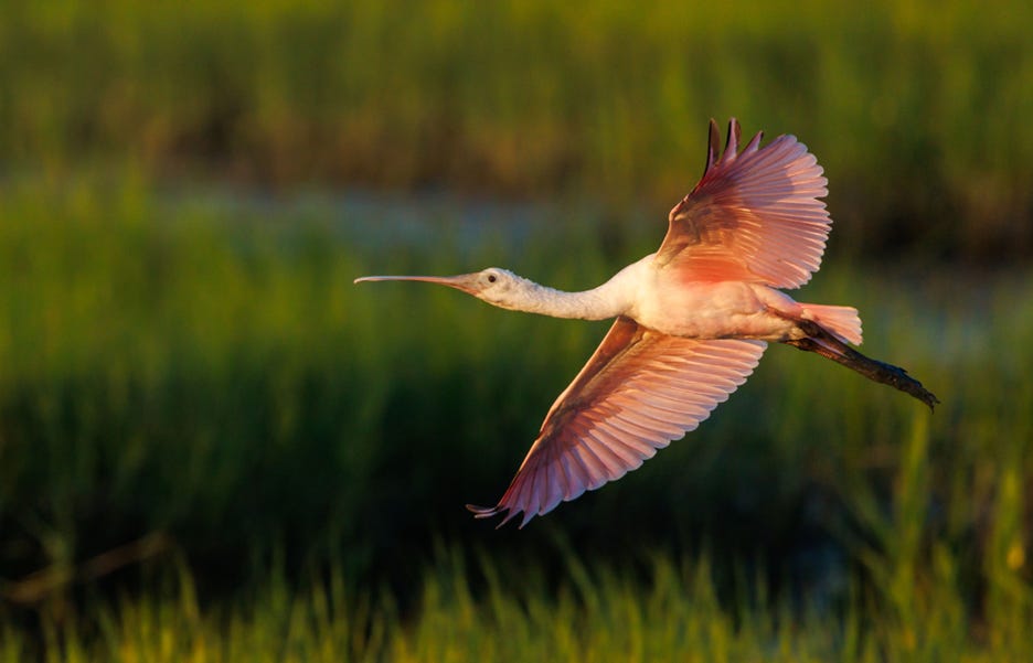 The image shows a graceful heron in flight, with its long, slender neck and delicate, white wings against a backdrop of lush, green grass.
AI-generated content may be incorrect.