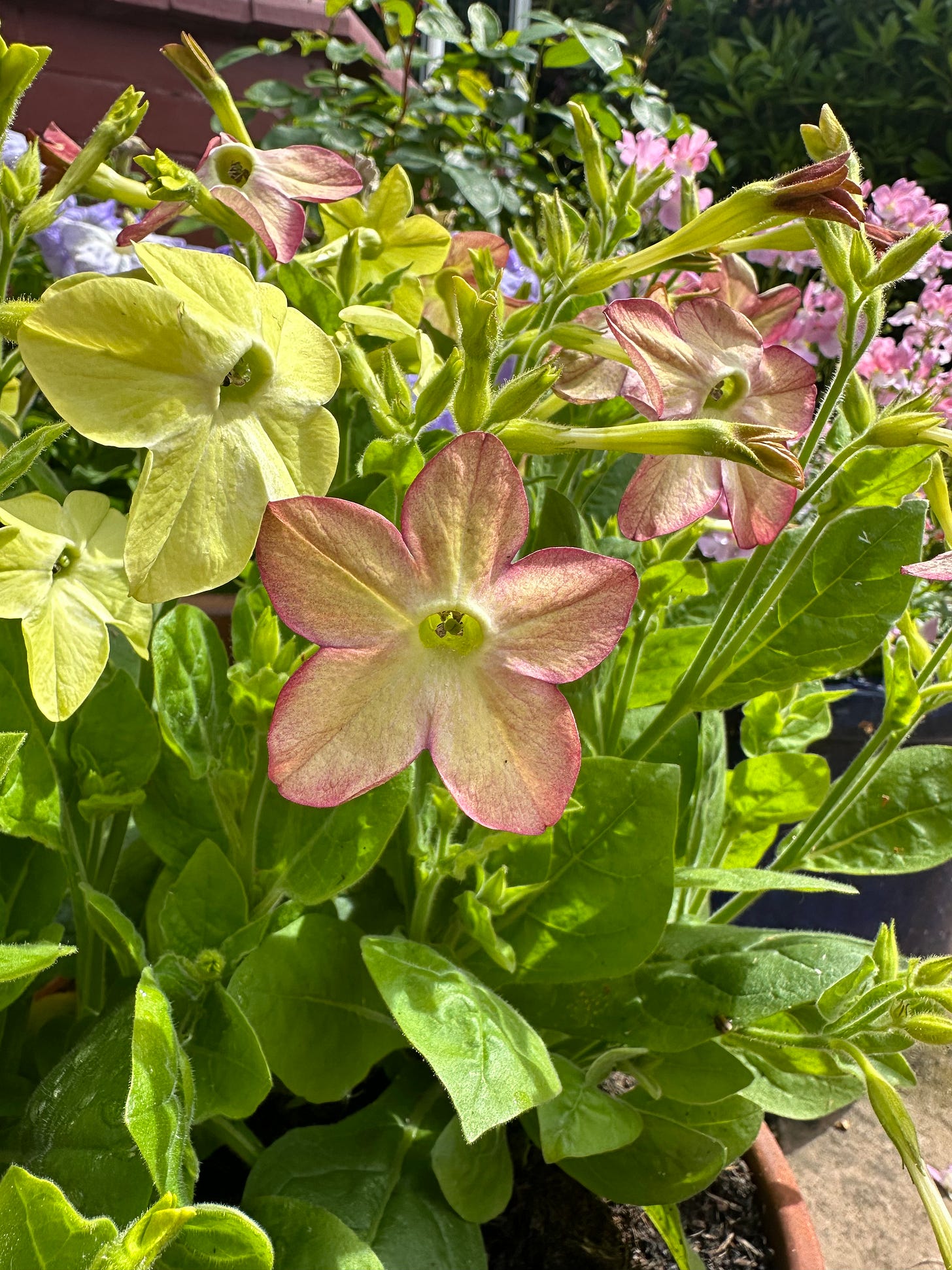 Image shows a pot of bedding plants in yellows and pinks