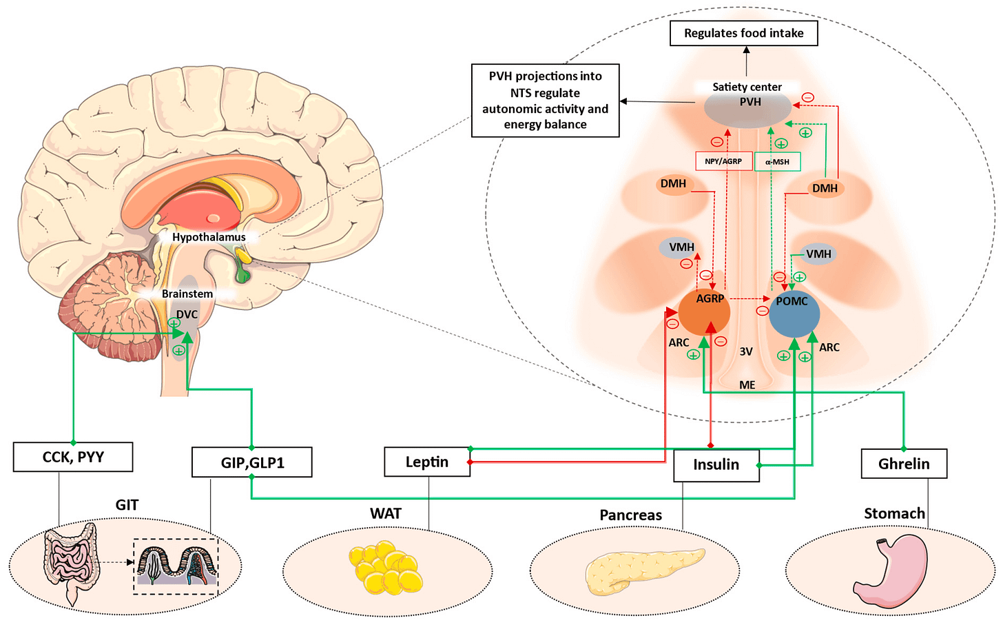glp-1 complications INFOGRAPHIC: The Hidden Risks of GLP-1 Weight Loss Medications