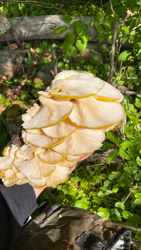 Detail photos of oyster mushroom recipe, shot by JB Douglas for The Wild Grocery