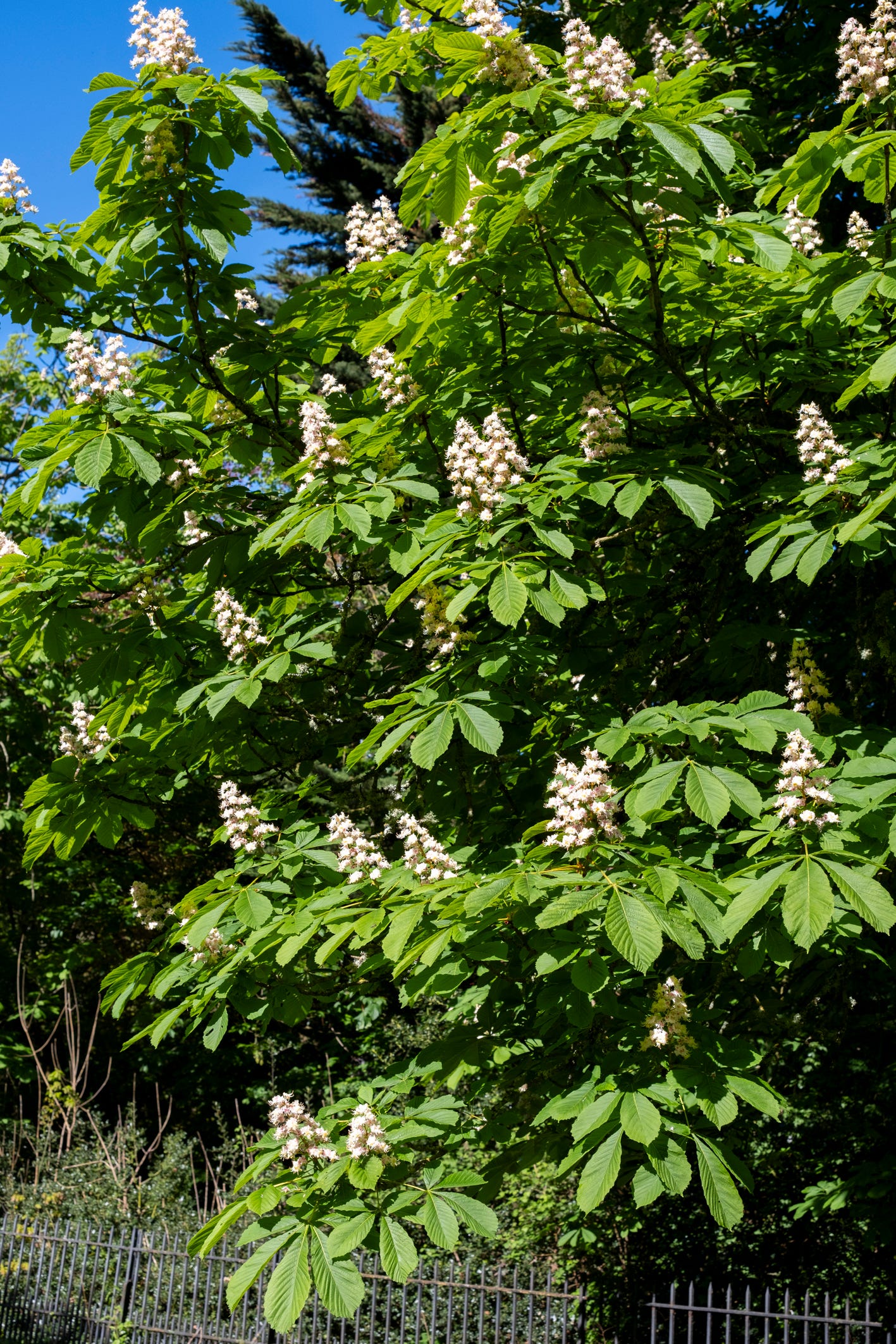 horse chestnut in flower