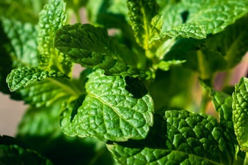 Free Vibrant close-up of fresh mint leaves, showcasing lush greenery and natural texture. Stock Photo