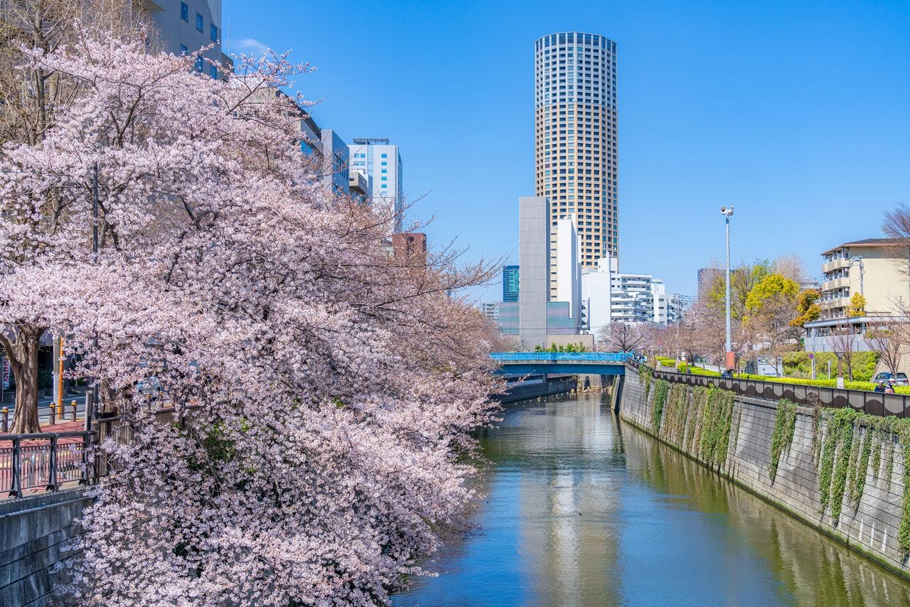 Between Gotanda and Ōsaki, a forest of high-rise condos surrounds both sides of the Meguro River. (© Pixta)