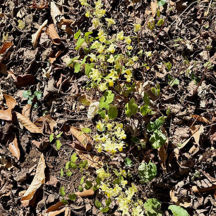 Four photos of wildflowers around home.