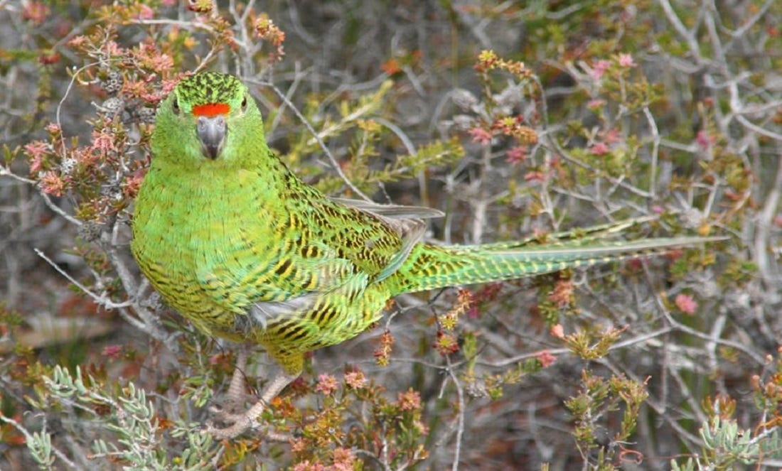 Striving to save WA’s rarest bird