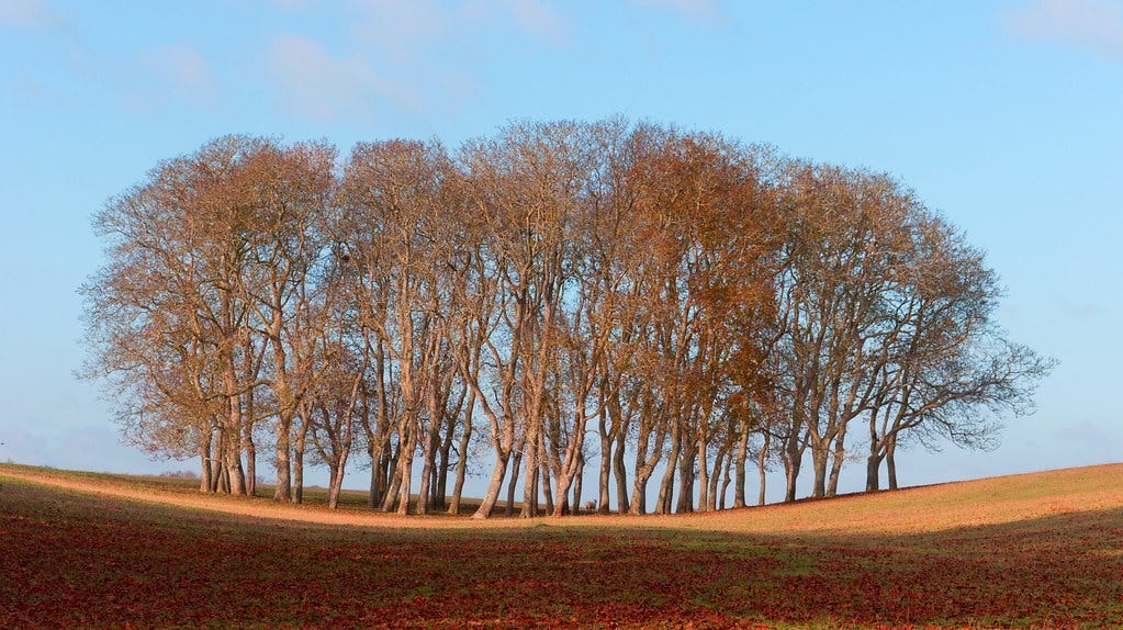 Autumnal copse at Blenheim