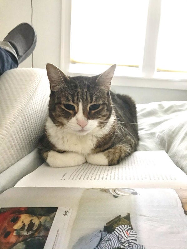 Kima, who belongs to loyal readers Kibos and David, wonders why we're wasting time with articles when there's plenty of books around. Want your pet to appear in The Highlighter? hltr.co/pets