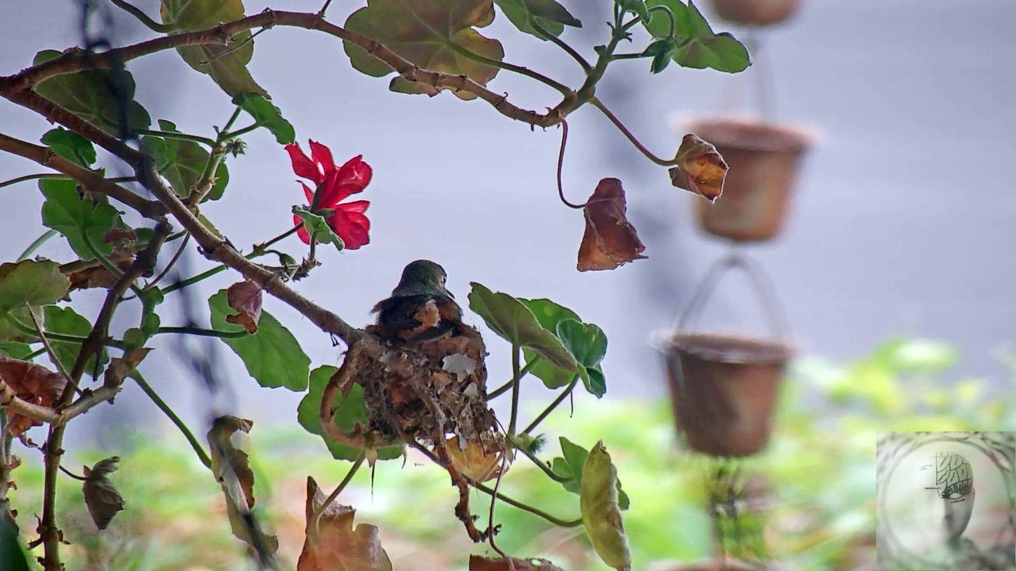 Hummingbird sitting in her nest built in on a geranium in a hanging basket, leaves, and red bloom