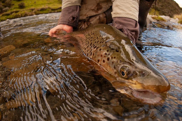Brown trout from New Zealand.