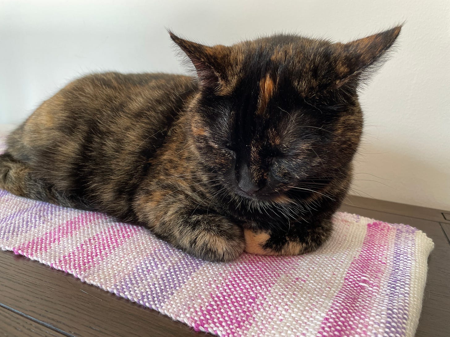 A tortie cat on a handwoven thing that was definitely made for her. The scarf-thing is white, pink, and purple.