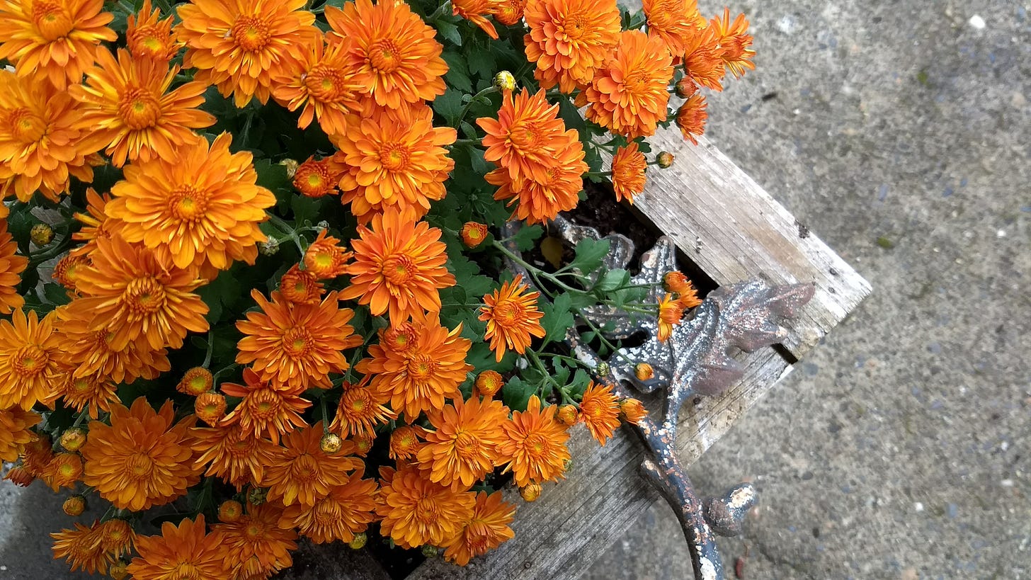 Box filled with abundant, orange fall mums