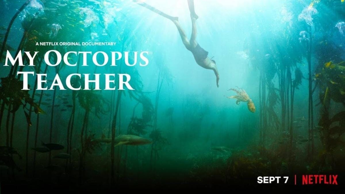Lo que el pulpo me enseñó', el éxito del nuevo documental de naturaleza