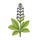 Bushcare Bugle