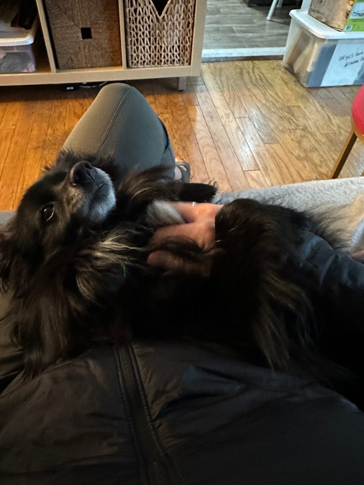 Author standing in the distant front of the White House, and petting a fluffy black dog in her lap.
