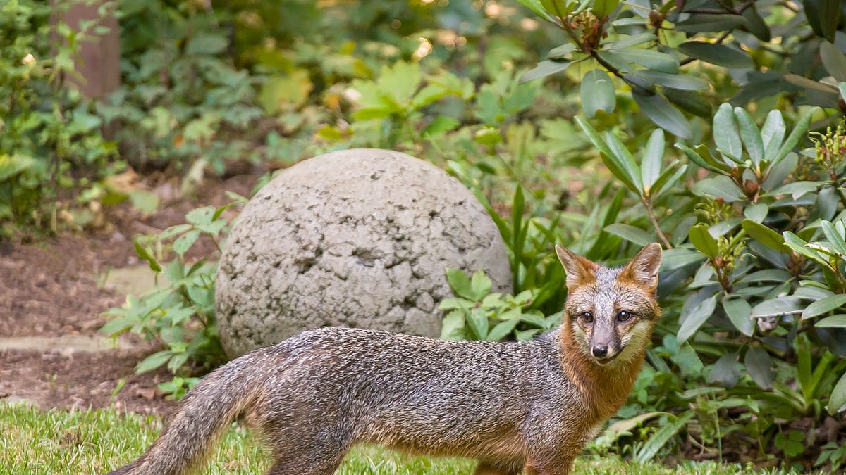 The Elusive Gray Fox in my Nashville Backyard