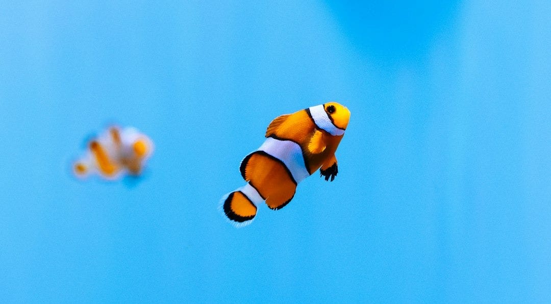 a group of fish in the water a group of fish in the water