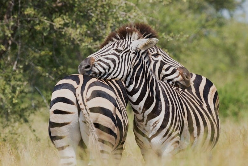 shallow focus photography of two zebra cuddling at the wildlife