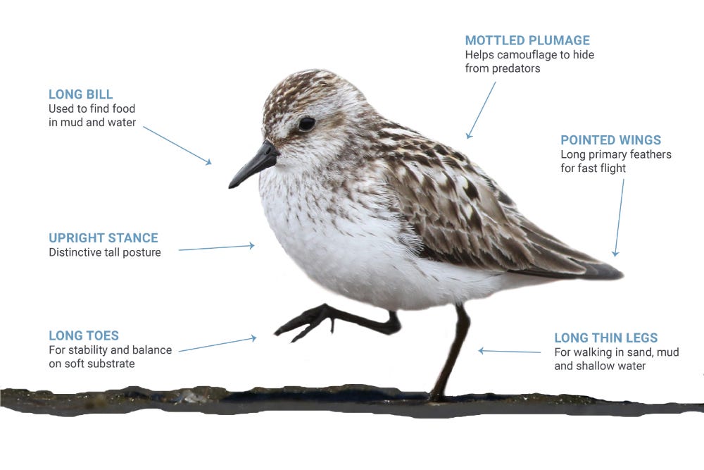 (From: https://whsrn.org/about-shorebirds/ )