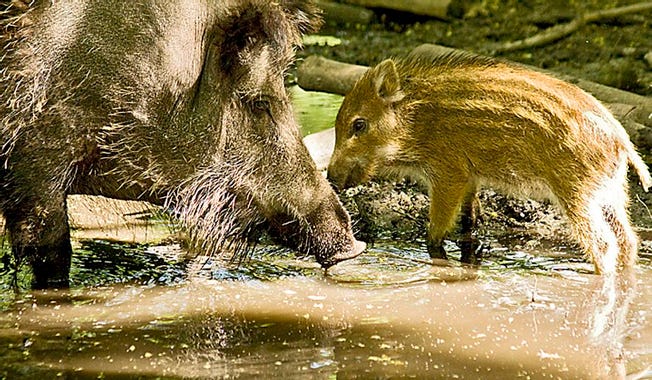 Berlin fights boar wars, as wild swine swagger through city streets ... Berlin fights boar wars, as wild swine swagger through city streets ...