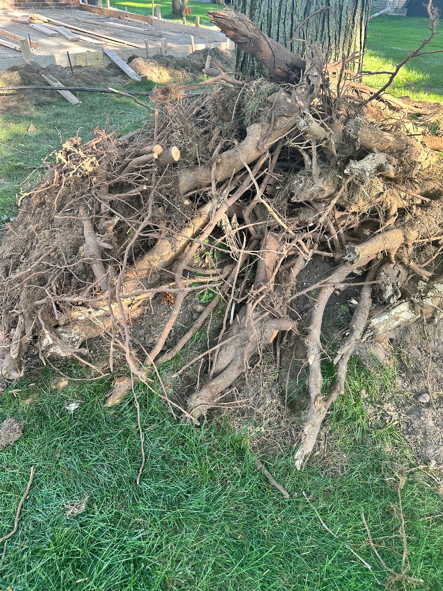 Excavated roots piled by a tree trunk