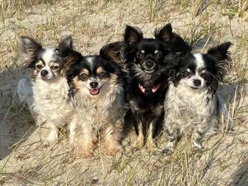 Afbeelding met zoogdier, hond, Hondenras, huisdier

Automatisch gegenereerde beschrijving