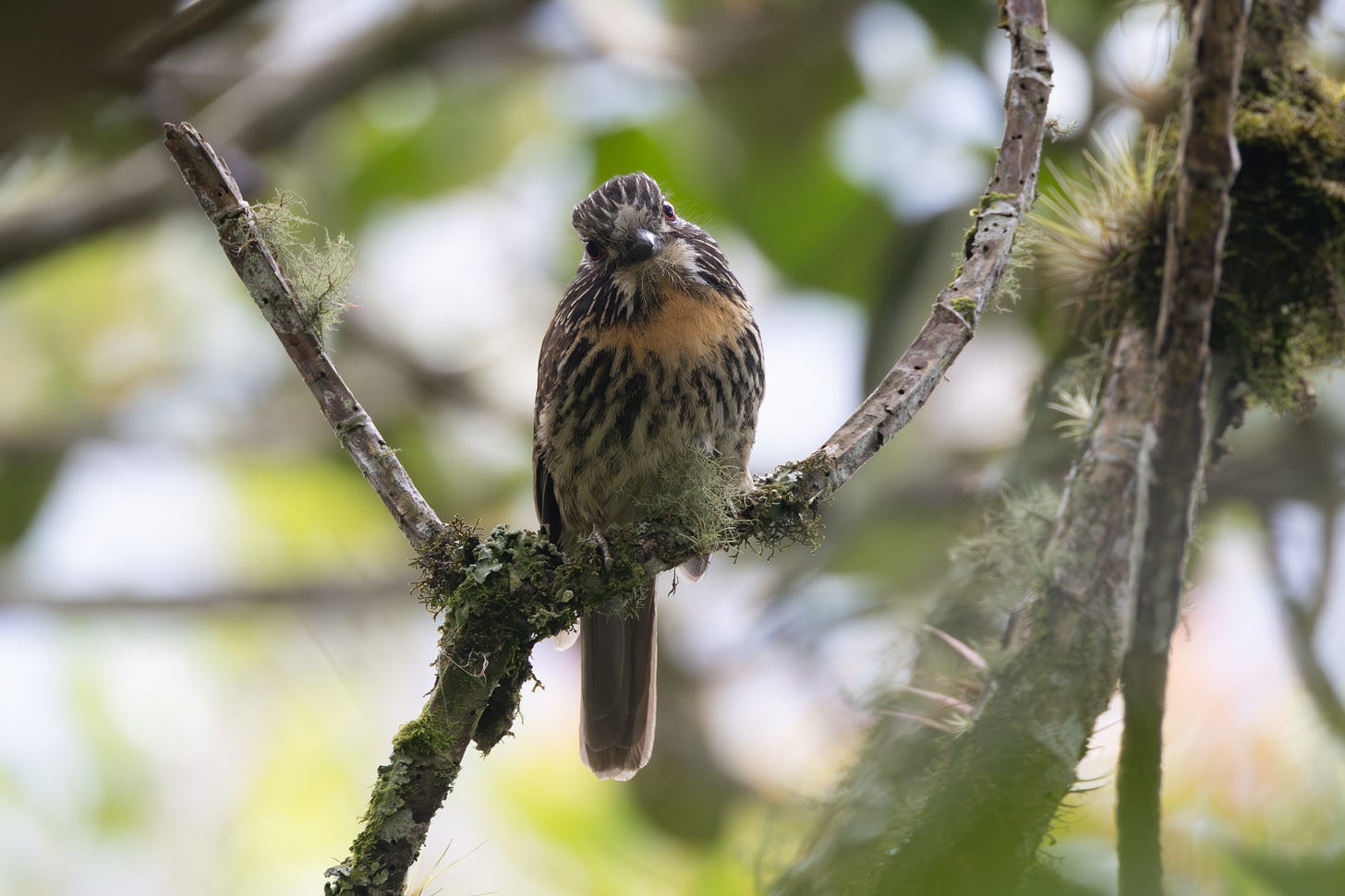 a chunky brown bird with white and black vertical streaks and a buff-colored breast, looking straight at the camera with a cocked head