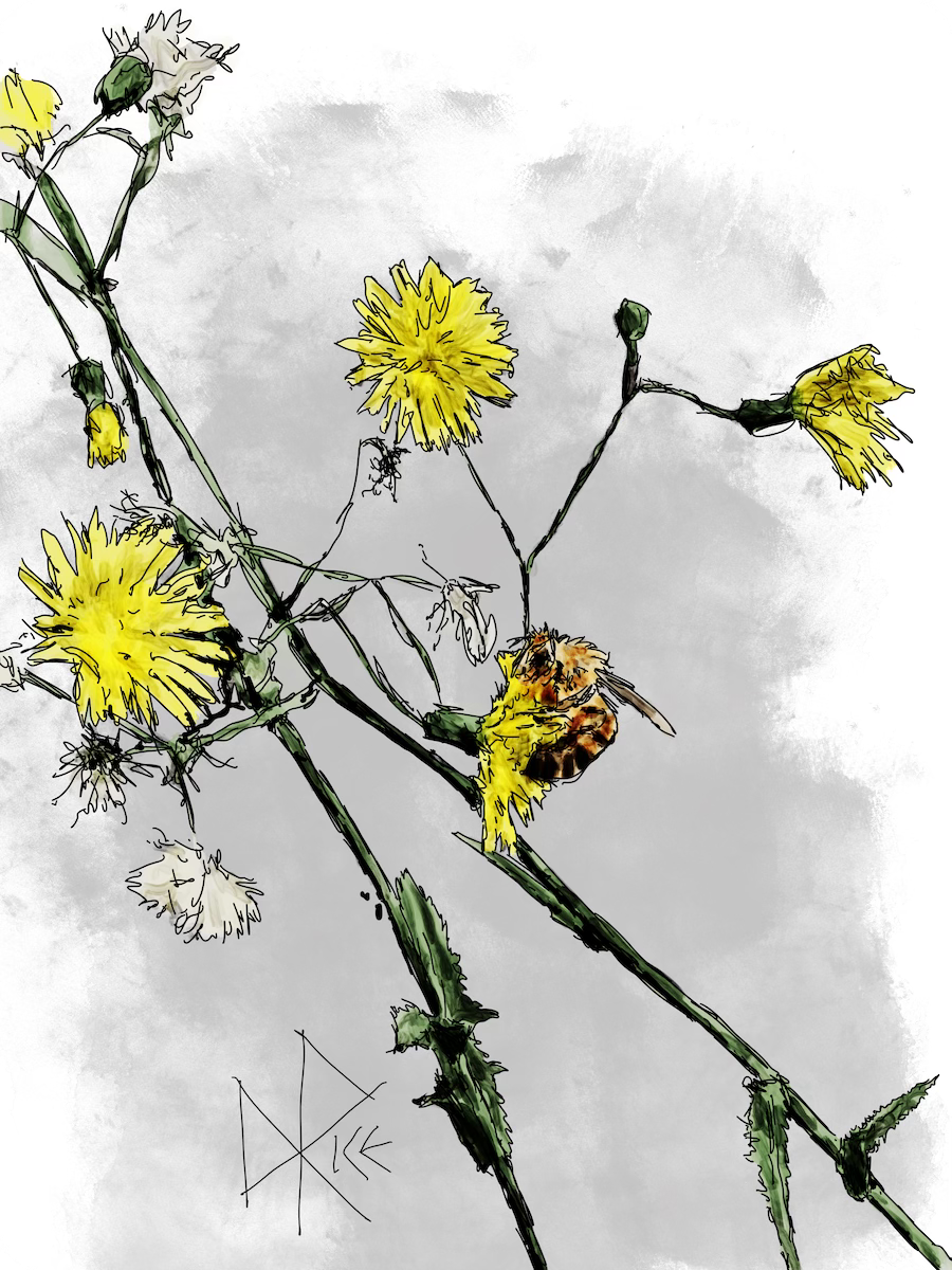 A bee clings to a flower head of a hawkweed oxtongue plant. Sketch art by Don Rice.