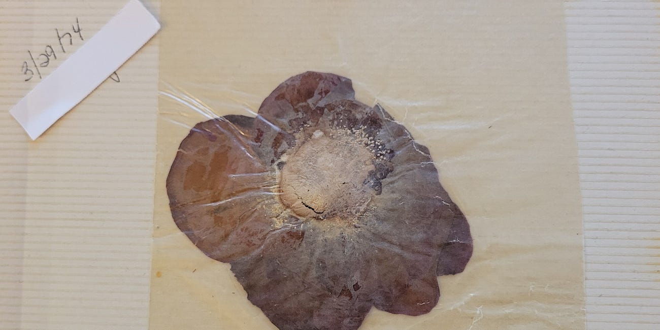 Redux - March 29, 1974 - Part II of III