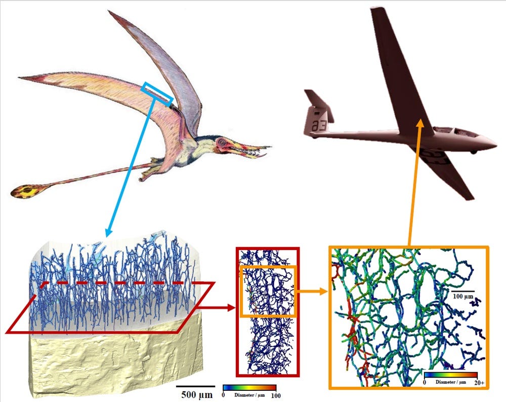 diagram of micro-structure of a pterosaur and how this can be applied to aircraft materials.
