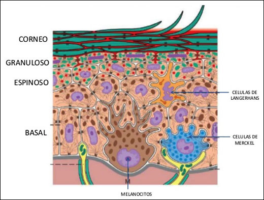 Los cinco estratos de la epidermis – Cosmetologas Los cinco estratos de la epidermis – Cosmetologas