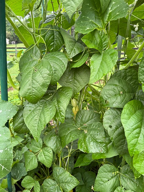 Photos of bunching onions, a zucchini forming, and green pole beans. ns